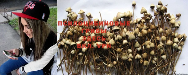 PSILOCYBIN Алзамай